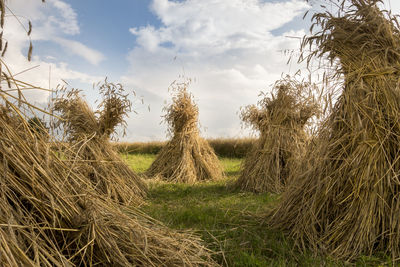 Crops growing on field against sky