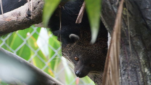 Close-up of black cat looking away