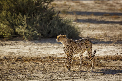 Cheetah walking on field