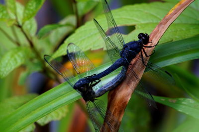 Close-up of insect on leaf