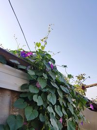 Low angle view of pink flowering plant against sky