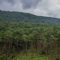 Scenic view of forest against sky