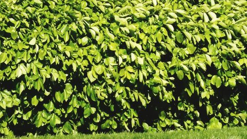 Full frame shot of leaves on field