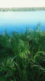 Plants growing on field by lake against sky
