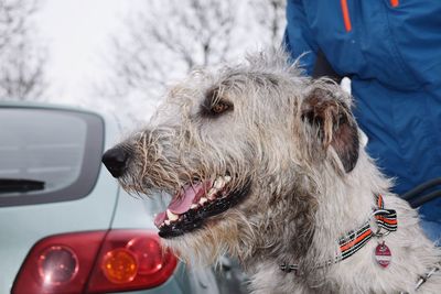 Close-up of dog sitting in car