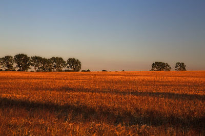 Scenic view of field against clear sky