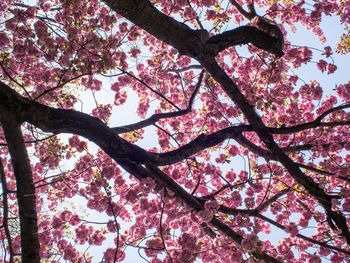 Low angle view of trees against sky