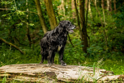 Close-up of a dog in the forest