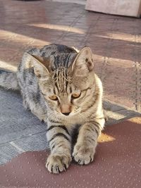 Close-up of a cat