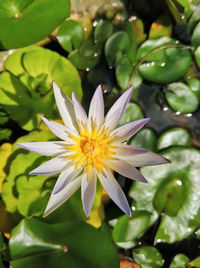 Close-up of white flowering plant