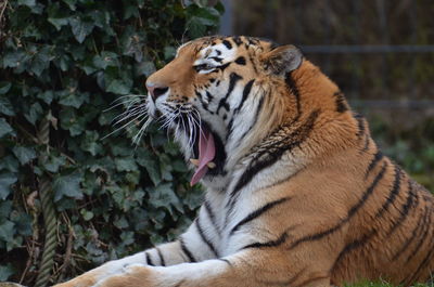 Tiger in a zoo
