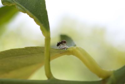 Close-up of insect on leaf