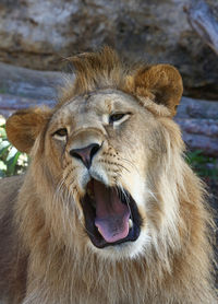 Close-up of lion roaring at zoo