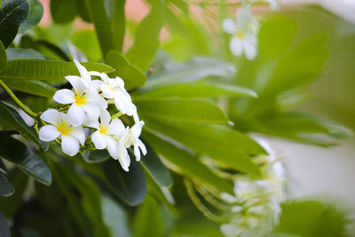 Close-up of white flowering plant