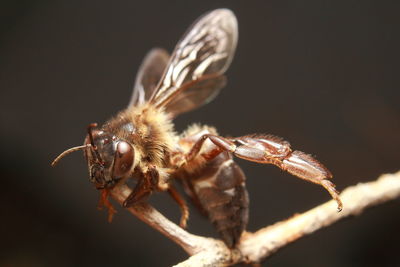 Close-up of insect over black background