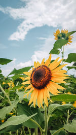 Close-up of sunflower against sky