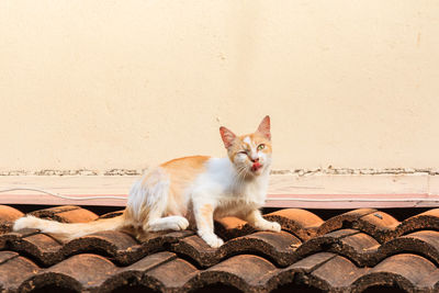 Portrait of cat sitting on wall