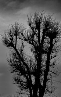 Silhouette of tree against sky