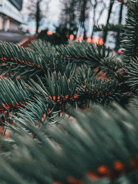 Close-up of christmas tree