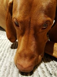 Close-up portrait of dog