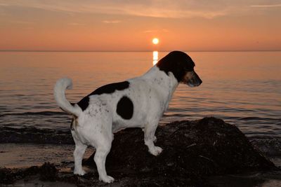 Dog standing on shore against sea during sunset