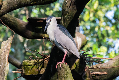 Low angle view of bird perching on tree