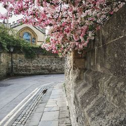 Cherry tree by footpath against building