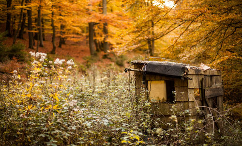 View of trees in forest
