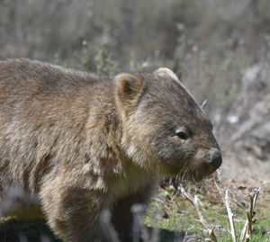 Close-up of an animal