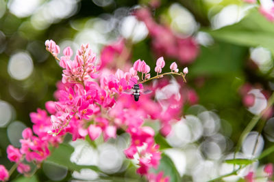 Close-up of insect on pink flowering plant