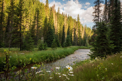 Scenic view of forest