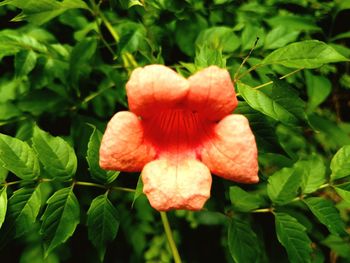 Close-up of flowering plant