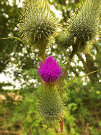 Close-up of thistle cactus
