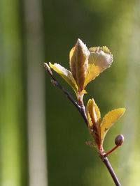 Close-up of plant