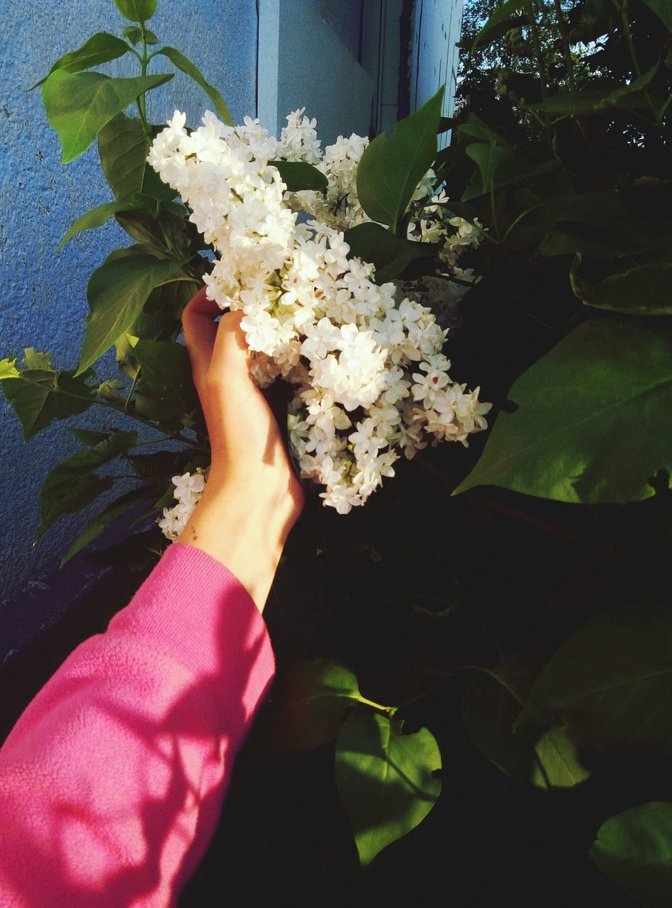 flower, human hand, leaf, human body part, plant, one person, real people, growth, petal, fragility, nature, beauty in nature, pink color, freshness, bouquet, outdoors, flower head, day, close-up, low section, florist, people