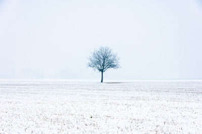 Scenic view of landscape against clear sky