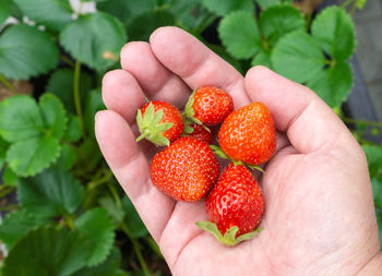 Close-up of hand holding strawberries