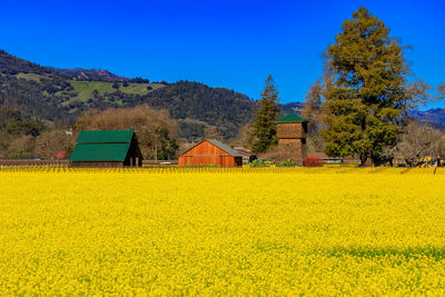 Scenic view of oilseed rape field against sky