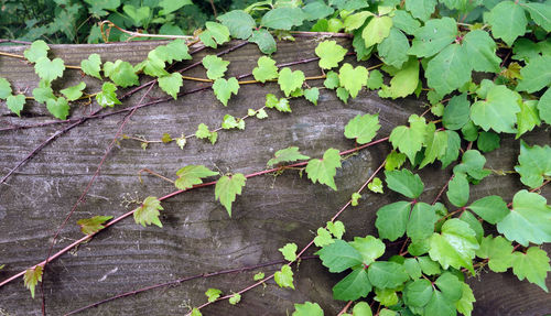 High angle view of ivy growing on footpath