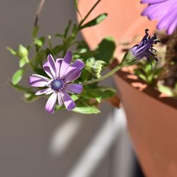 Close-up of purple flowering plant