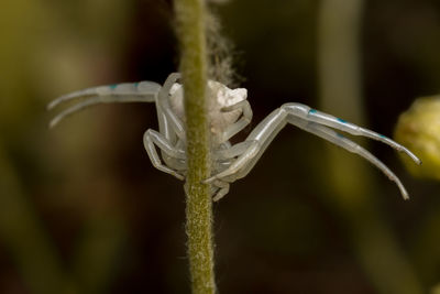 Close-up of white flower on plant