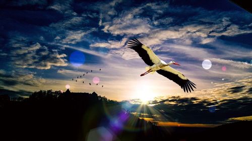 Low angle view of bird flying against sky