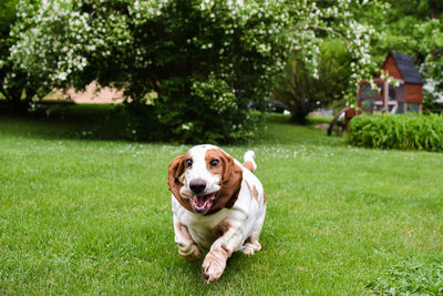 Dog running on field