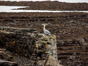 Bird perching on stone wall