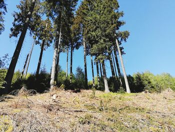 Low angle view of trees on field against sky