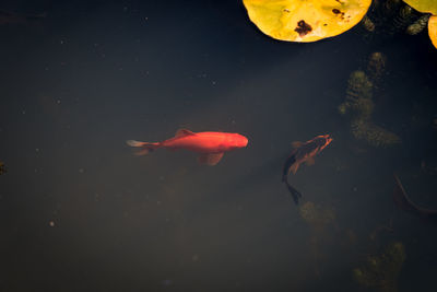 Close-up of koi fish in water