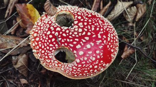 Close-up of fly agaric mushroom