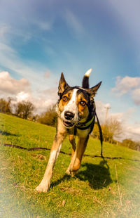 Portrait of a dog in the field