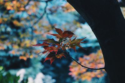 Low angle view of maple leaves on branch