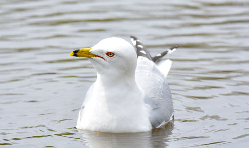 A curious gull